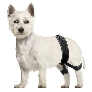 CHAMIN Dog Hip Brace – Support Harness for Hip Dysplasia, Joint Pain Relief, Prevents Hip Joint Issues, Orthopedic Support for Dogs(Small)