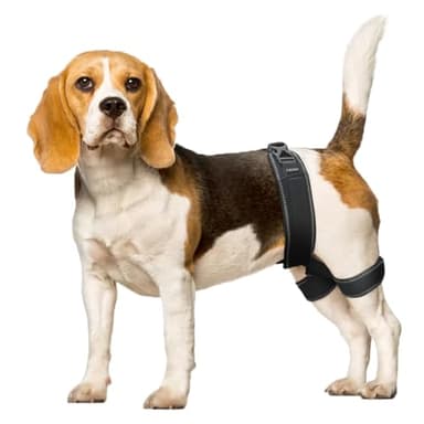 CHAMIN Dog Hip Brace – Support Harness for Hip Dysplasia, Joint Pain Relief, Prevents Hip Joint Issues, Orthopedic Support for Dogs(Medium)
