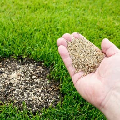 12000 Zoysia Grass Seeds Zoysia Seeds Lawngrass Seeds for Growing Low-Maintenance Lawns in Home Yards and Gardens
