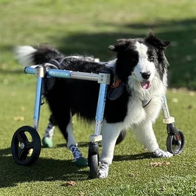 HDDNMLOH 4 Wheels Dog Wheelchair for Front Back Legs, All Dog Breed Dog Full Support Assist Treadmill, Adjustable Portable Dog Leg Braces Wheel Chair,M